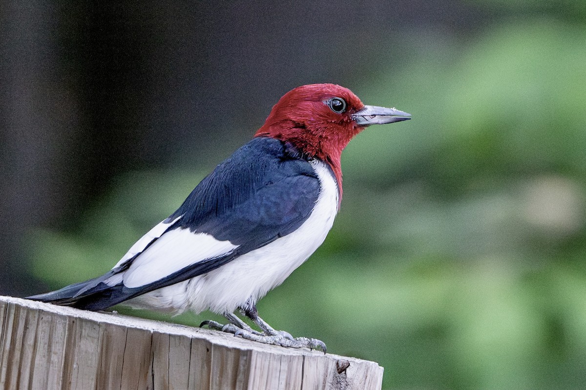 Red-headed Woodpecker - ML620393716