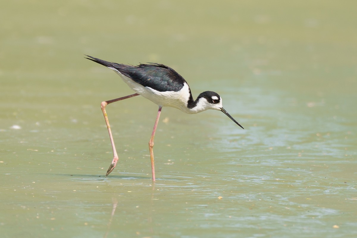 Black-necked Stilt - ML620393718