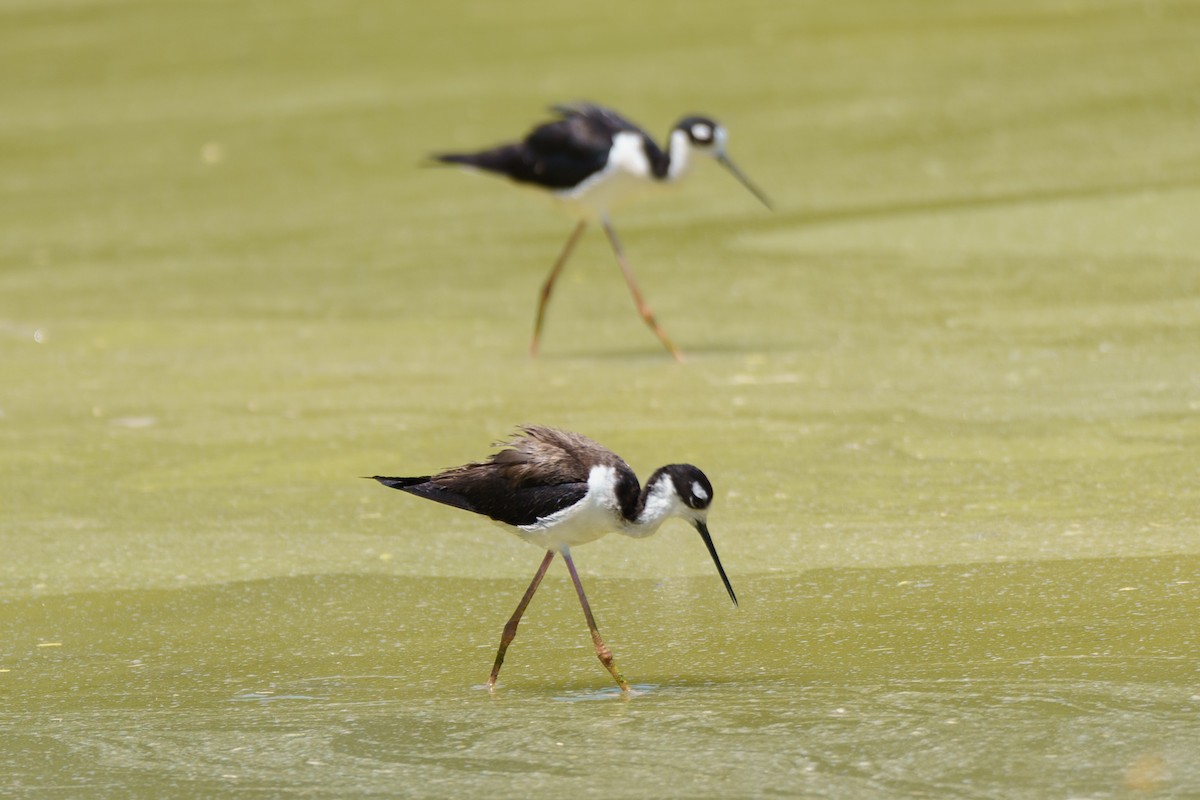 Black-necked Stilt - ML620393721