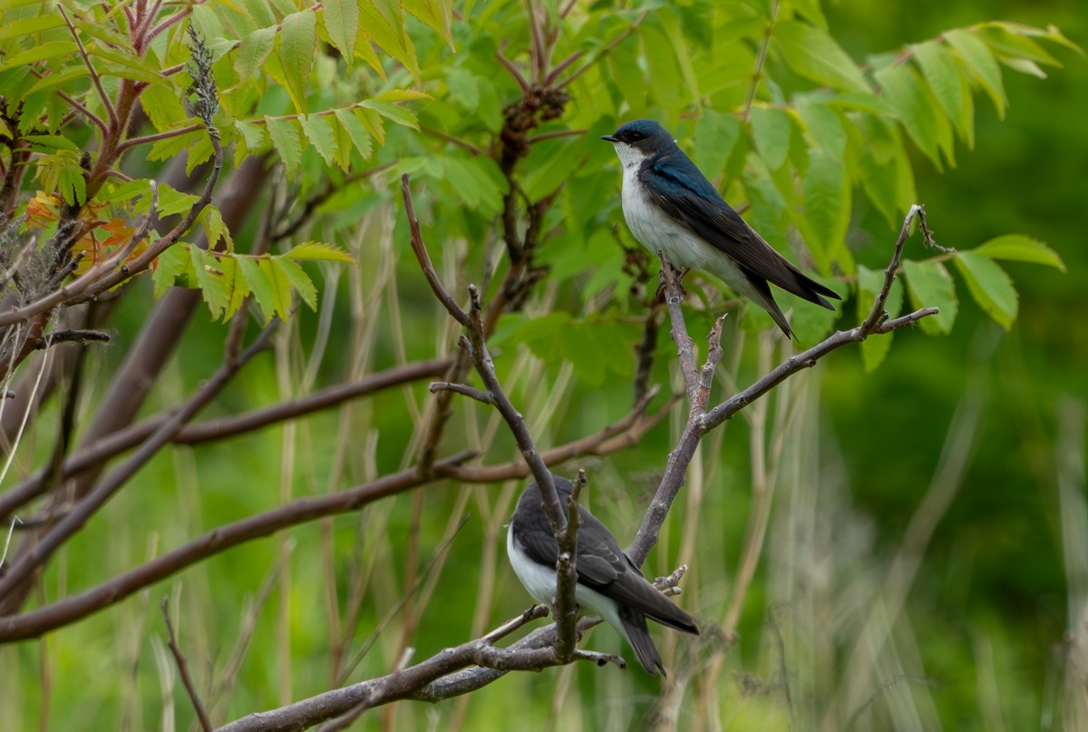 Tree Swallow - ML620393728