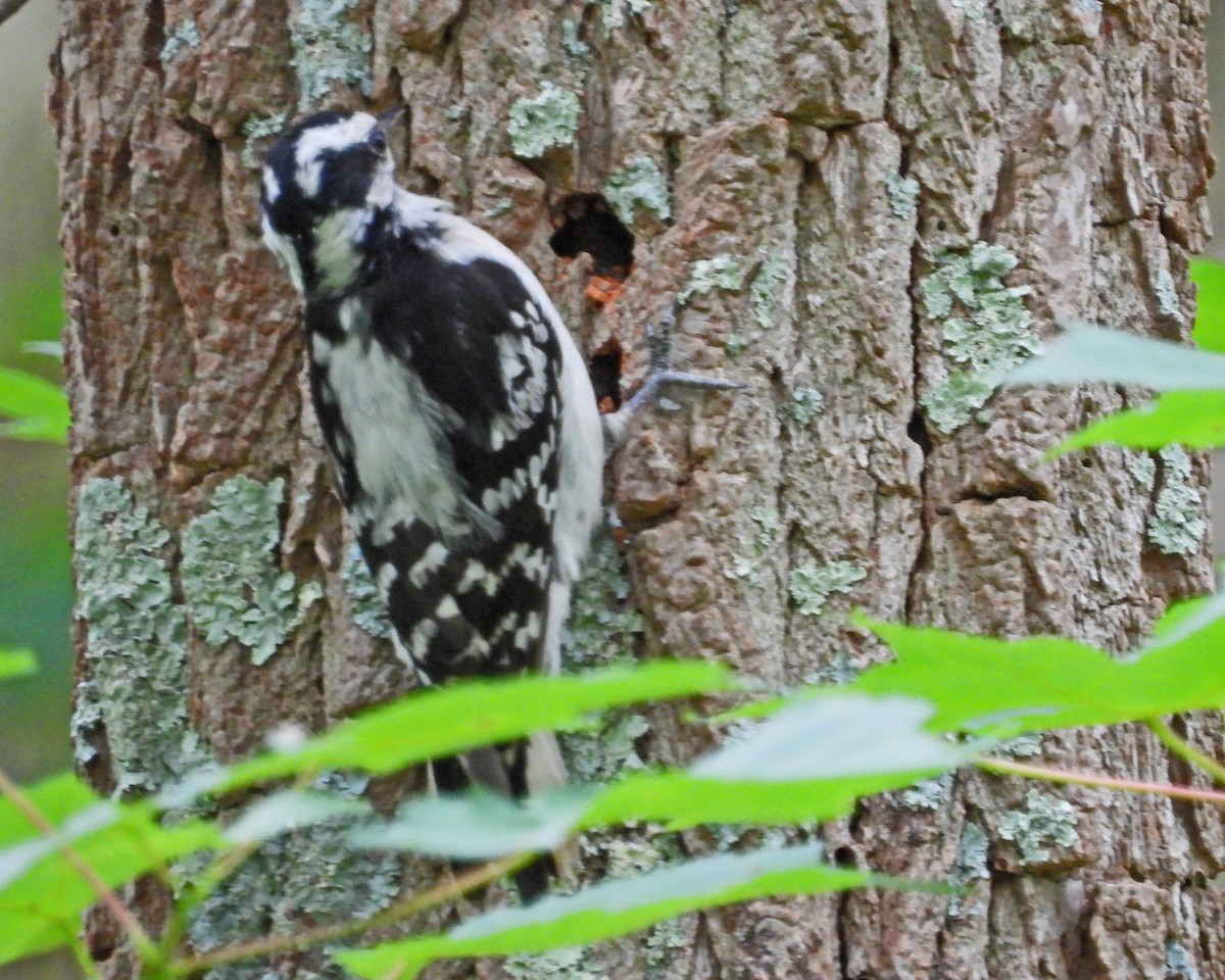 Downy Woodpecker - ML620393739