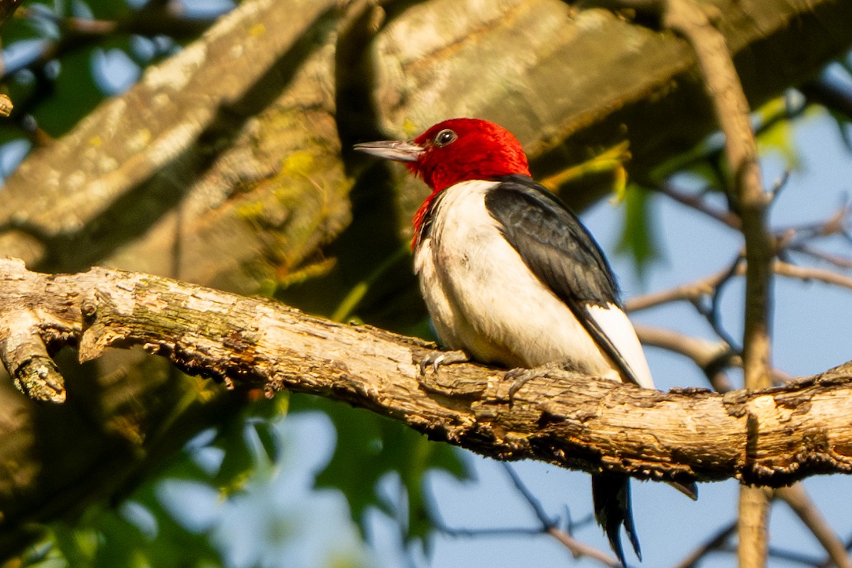 Red-headed Woodpecker - ML620393741