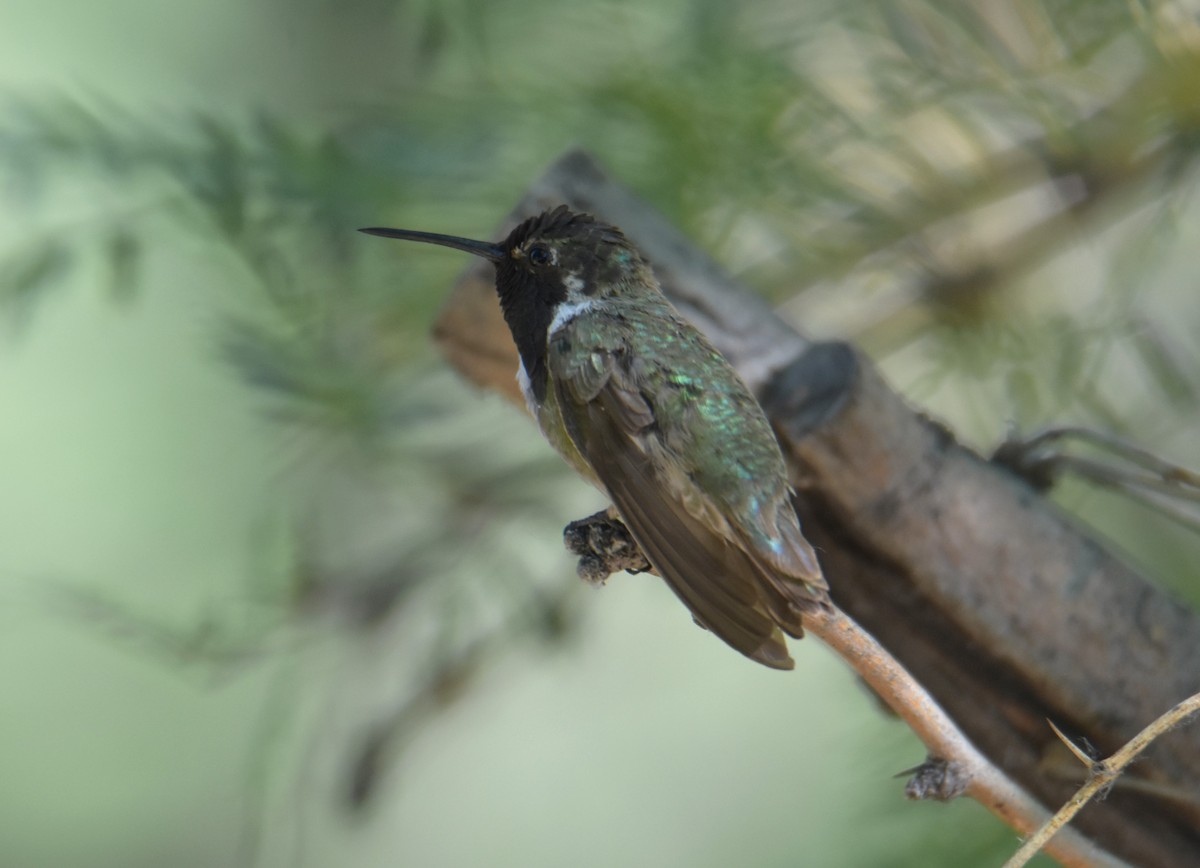 Costa's Hummingbird - ML620393745