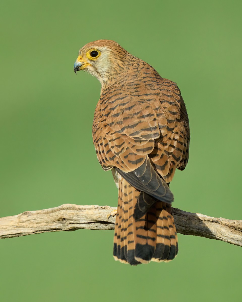 Lesser Kestrel - ML620393747