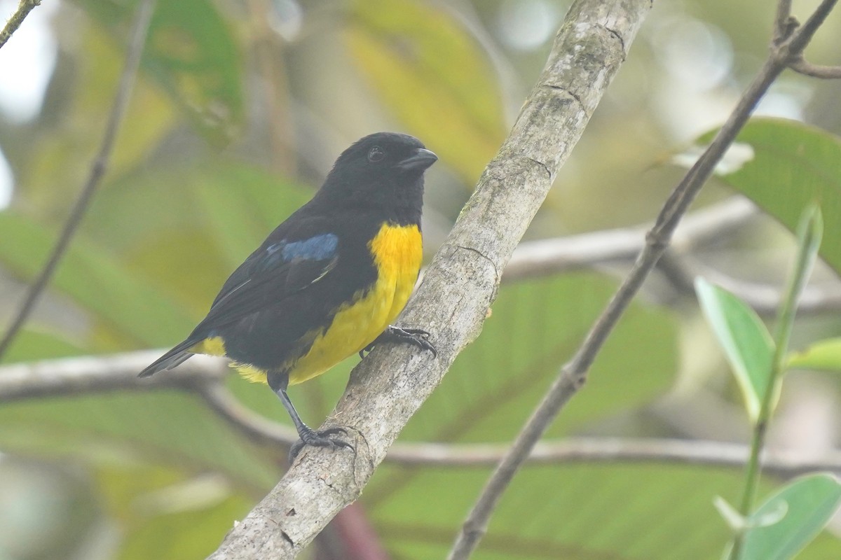Black-and-gold Tanager - ML620393748