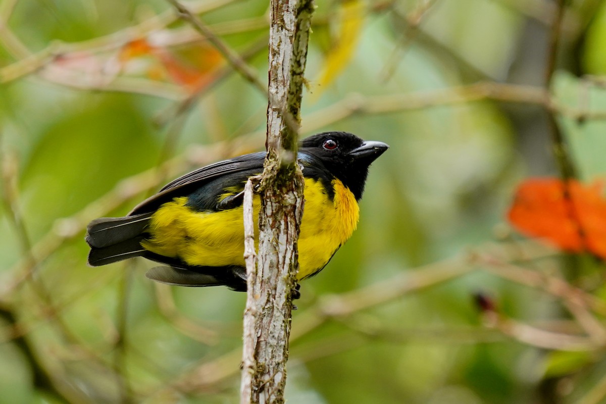 Black-and-gold Tanager - ML620393749