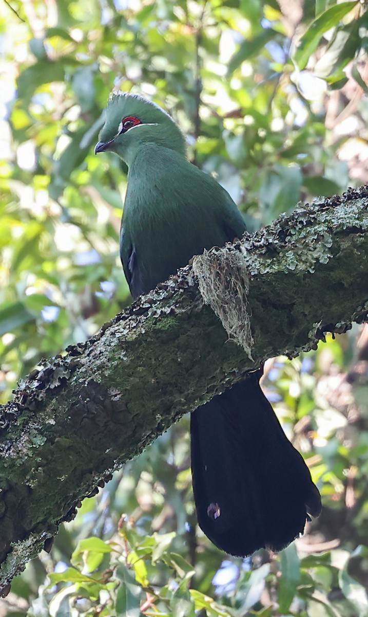 Black-billed Turaco - ML620393765