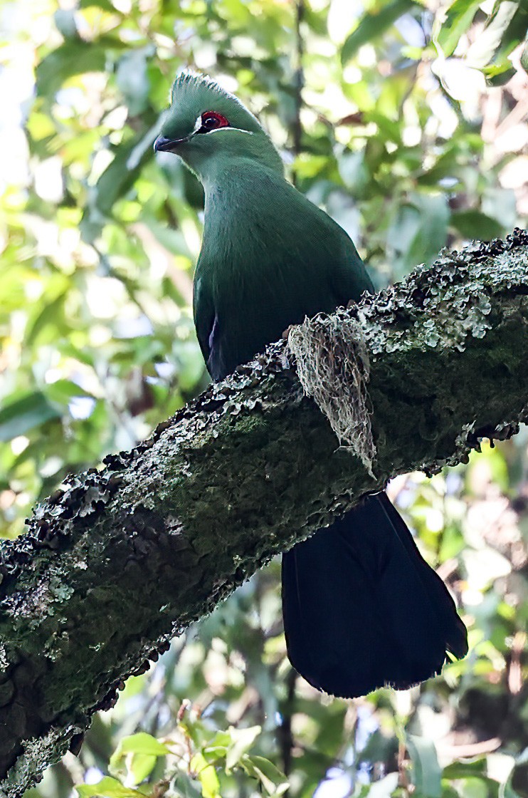 Black-billed Turaco - ML620393766