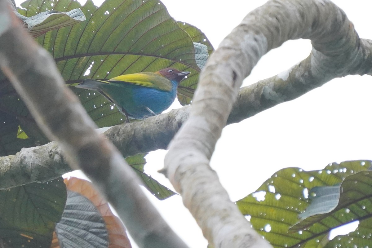 Bay-headed Tanager - ML620393776