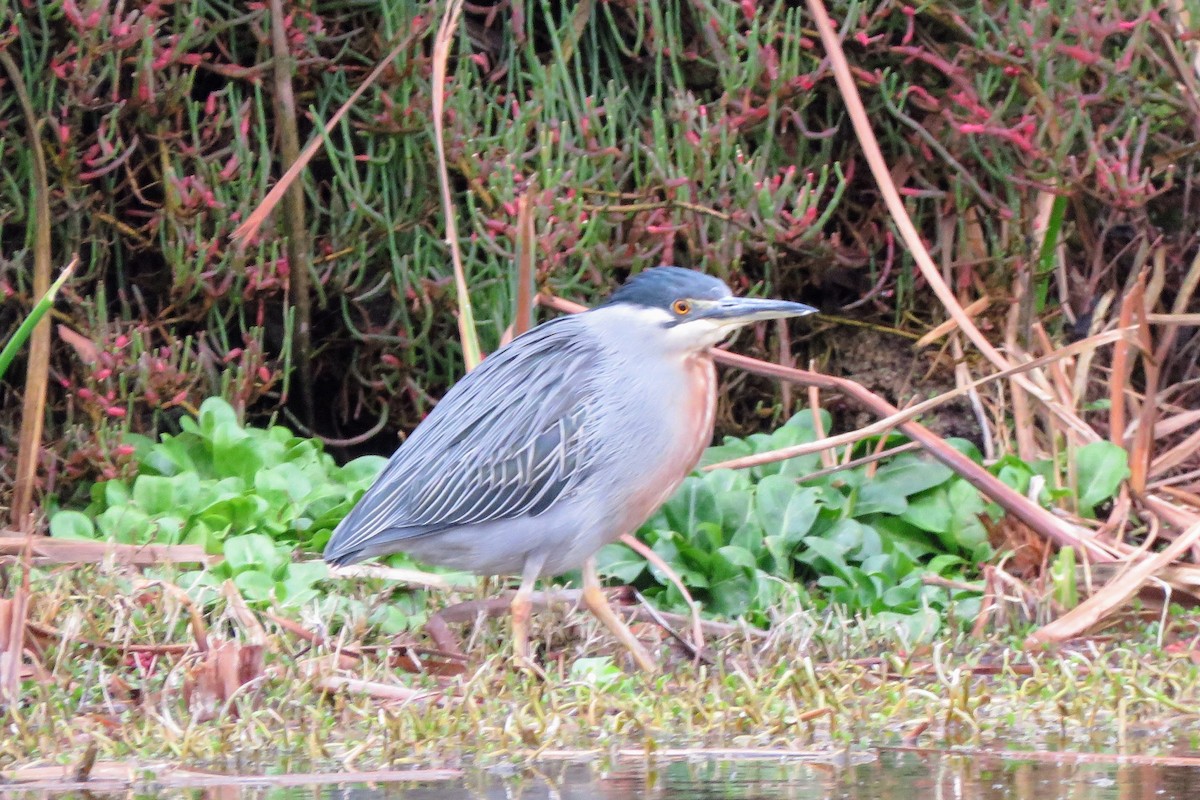 Striated Heron - ML620393784