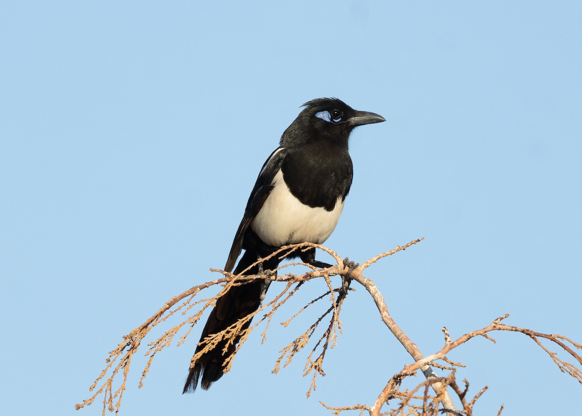 Maghreb Magpie - ML620393785