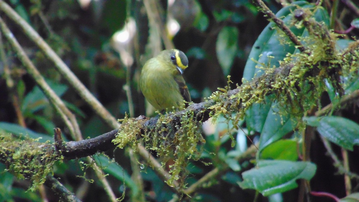 Yellow-bellied Chat-Tyrant - ML620393786