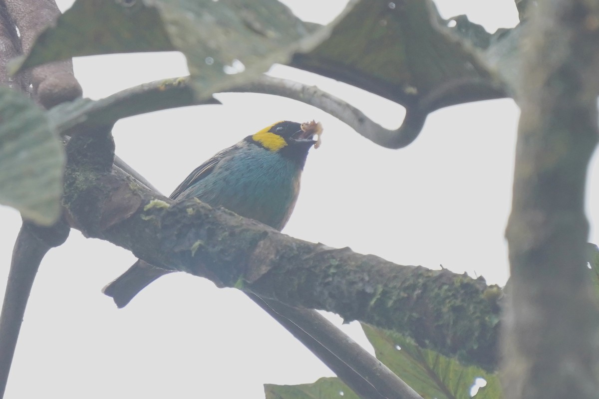 Saffron-crowned Tanager - ML620393789