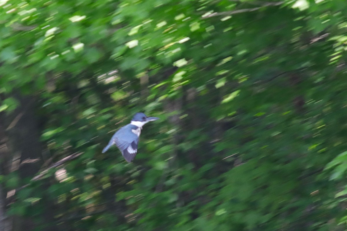 Belted Kingfisher - ML620393790