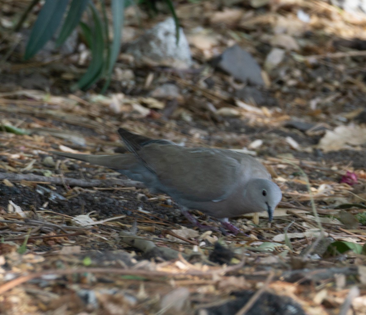 Eurasian Collared-Dove - ML620393792