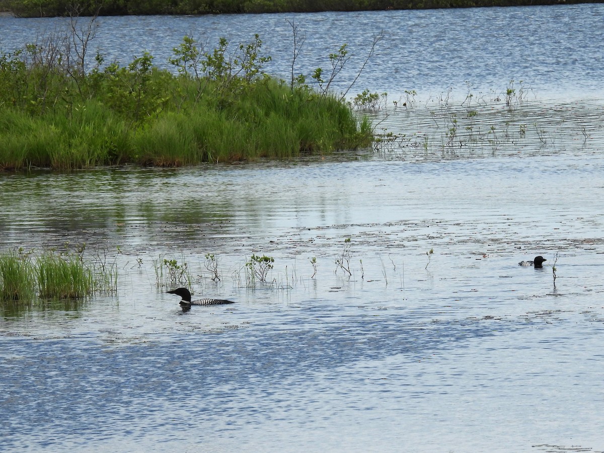 Plongeon huard - ML620393801