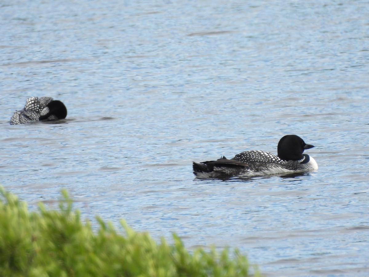 Plongeon huard - ML620393802