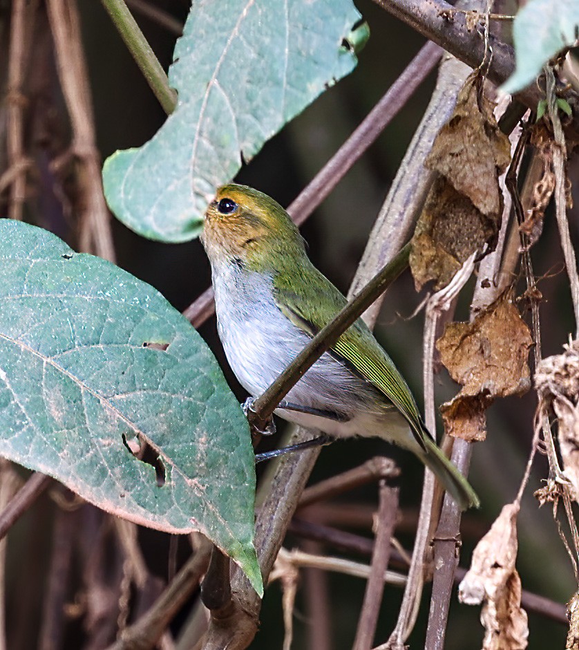 Red-faced Woodland-Warbler - ML620393805