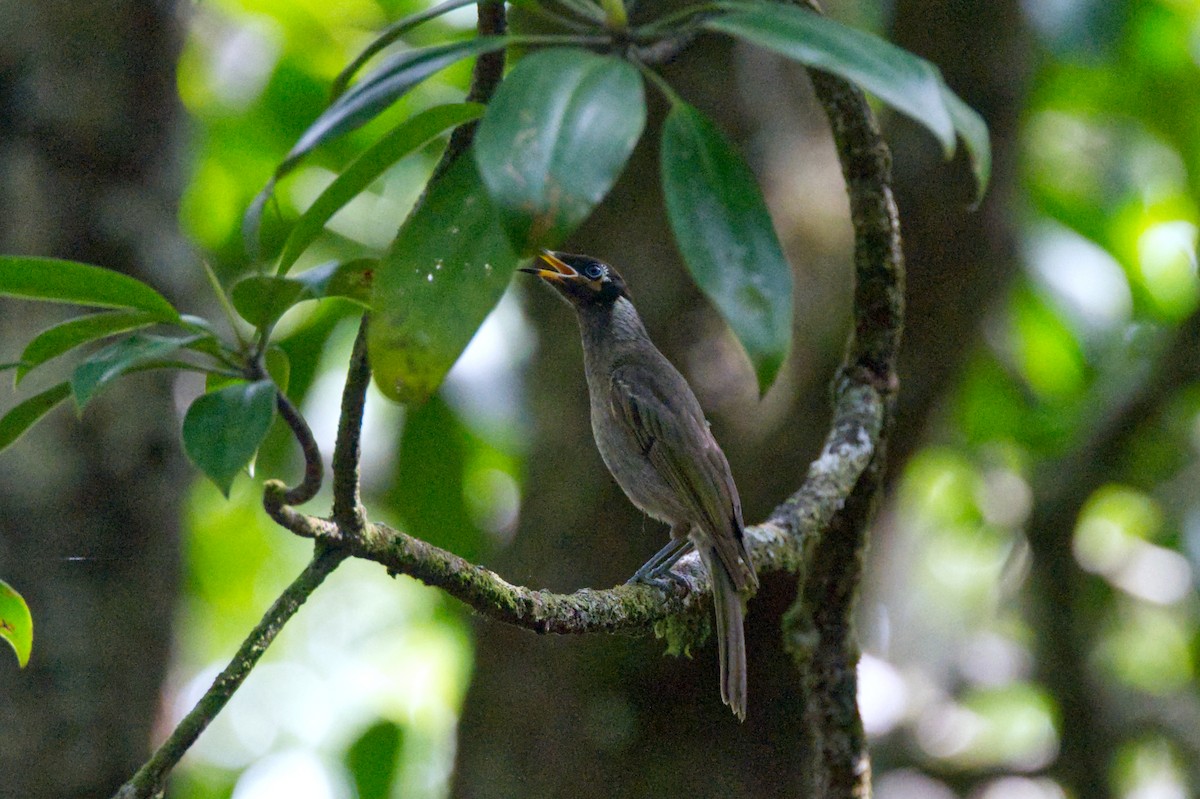 Bridled Honeyeater - ML620393808