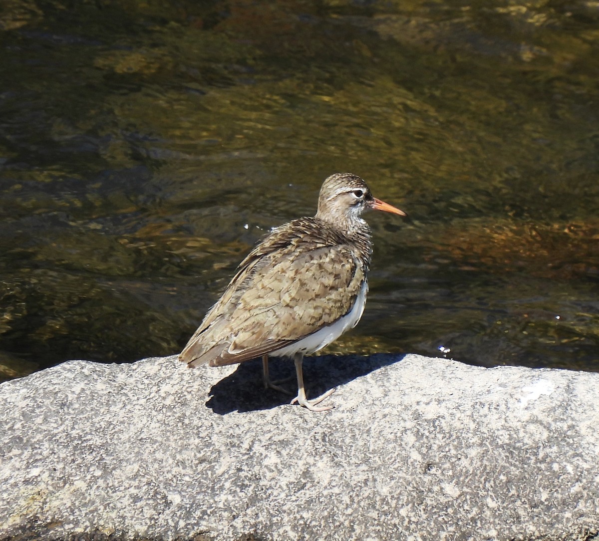 Chevalier grivelé - ML620393810