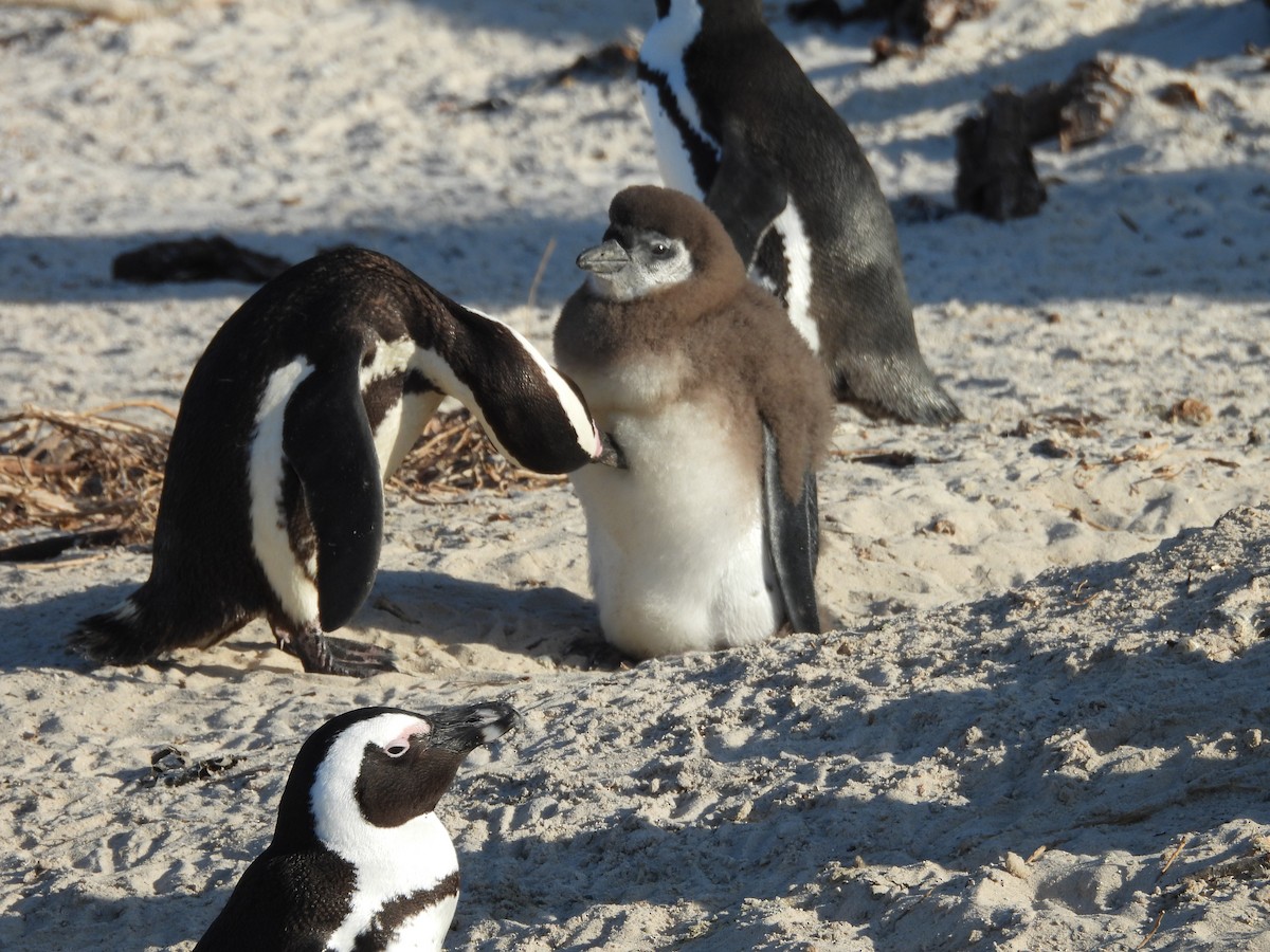 Pingüino de El Cabo - ML620393811