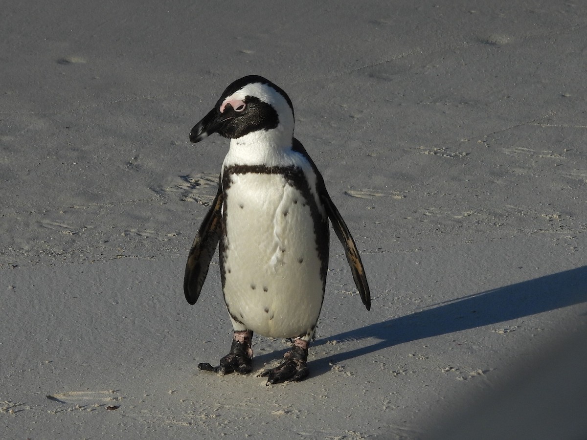 Очковый пингвин - ML620393812