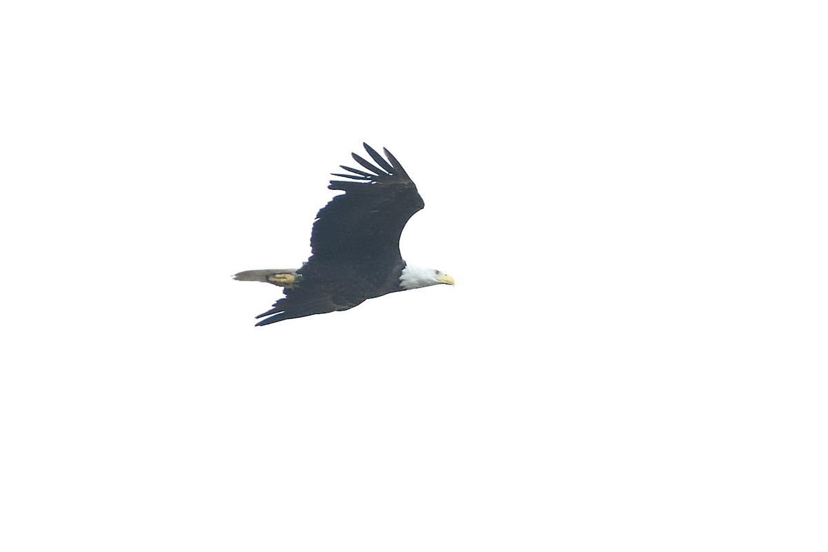 Bald Eagle - ML620393814