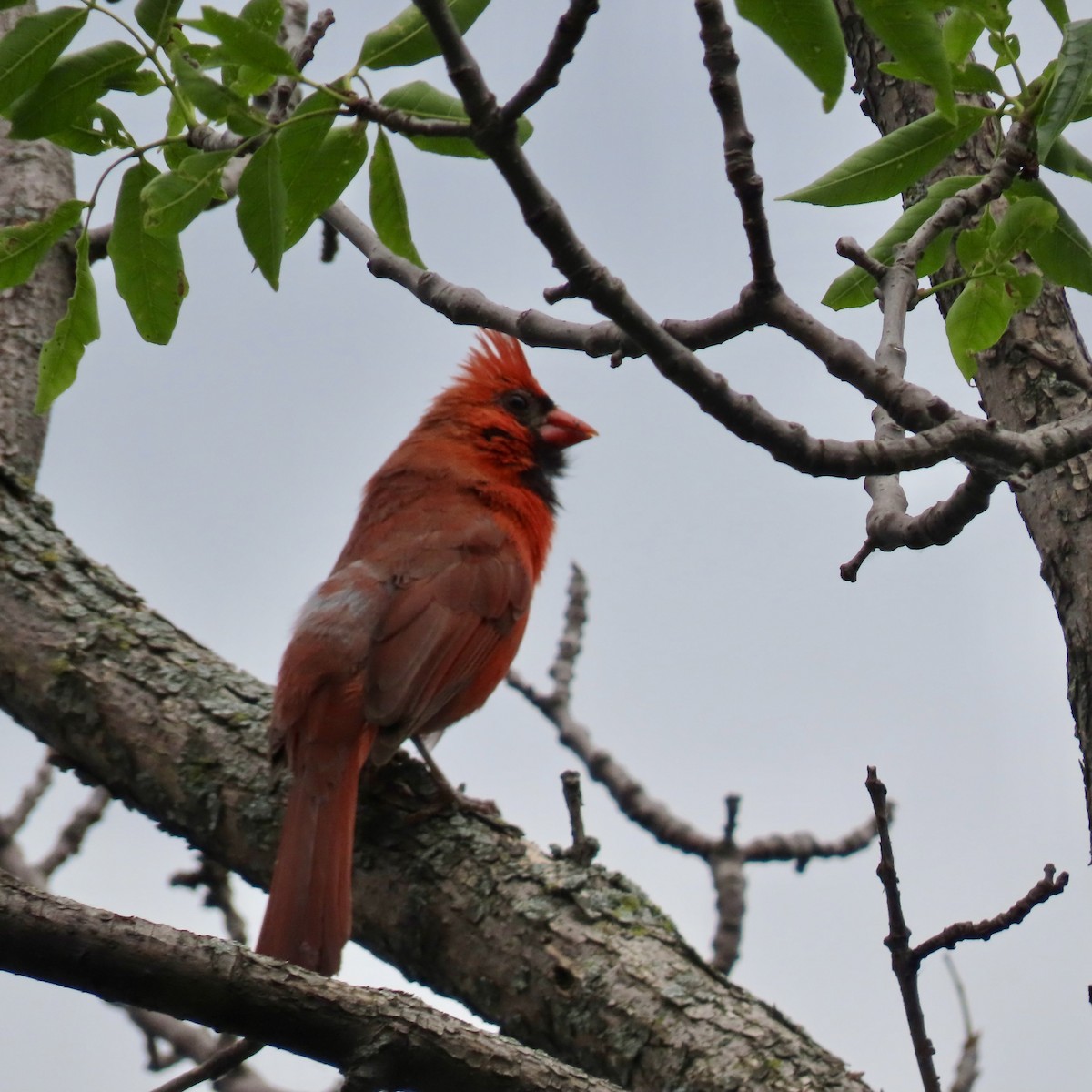 Cardinal rouge - ML620393817