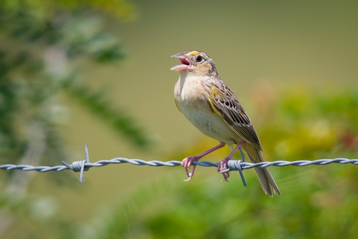 Grasshopper Sparrow - ML620393819