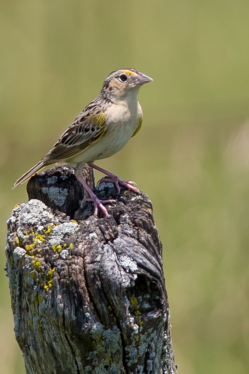 Grasshopper Sparrow - ML620393820