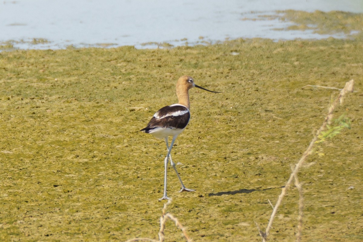 Avocette d'Amérique - ML620393828