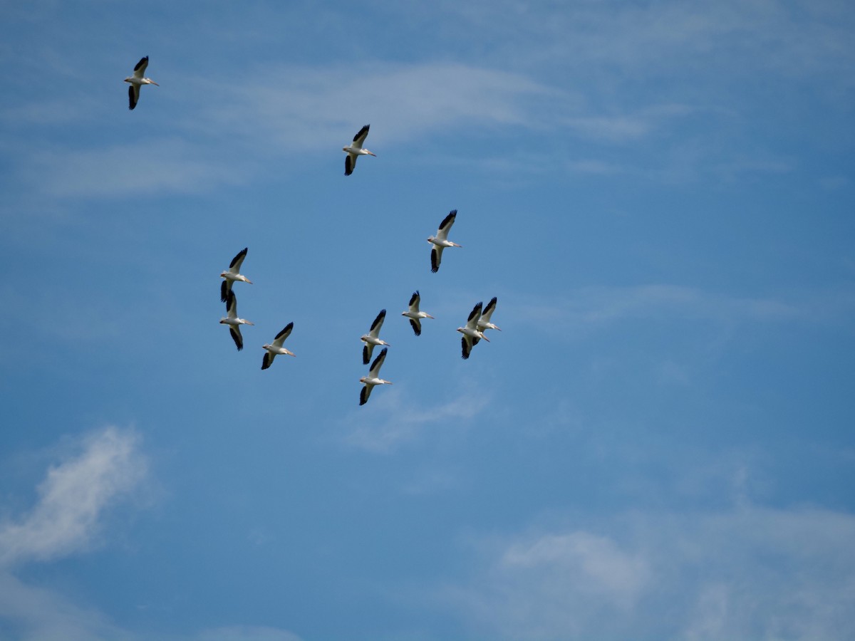 American White Pelican - ML620393837