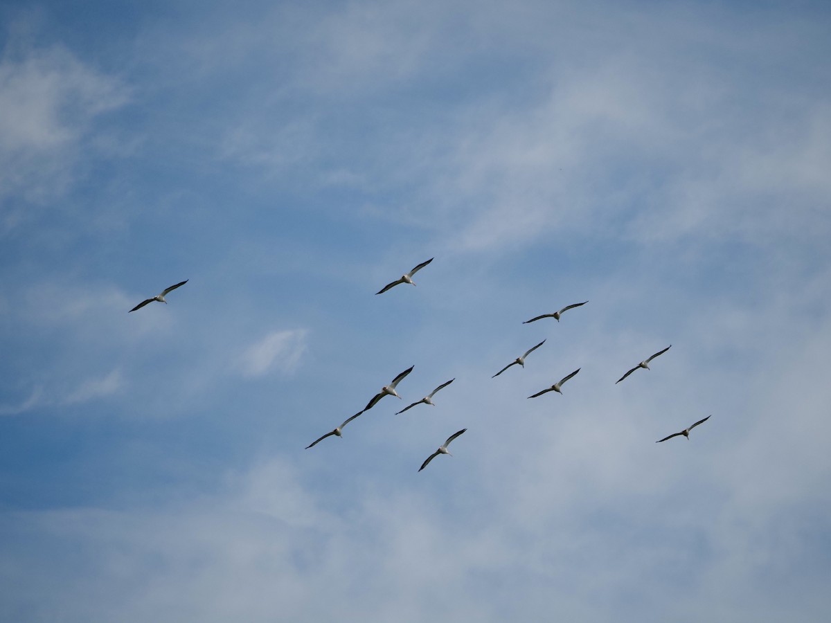 American White Pelican - ML620393840