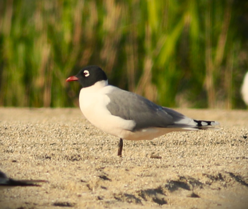 Franklin's Gull - ML620393841