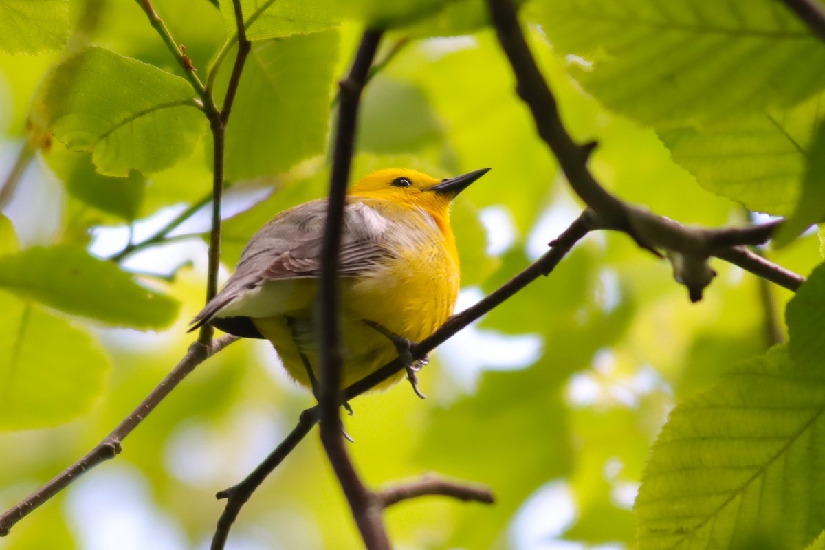 Prothonotary Warbler - ML620393855