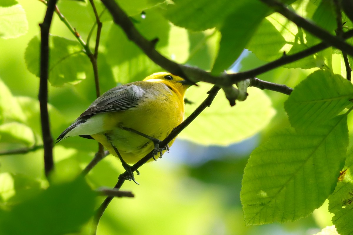 Prothonotary Warbler - ML620393856