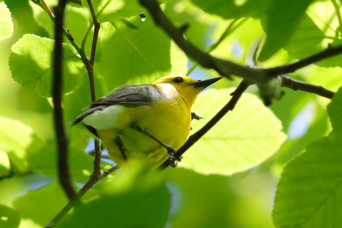 Prothonotary Warbler - ML620393857