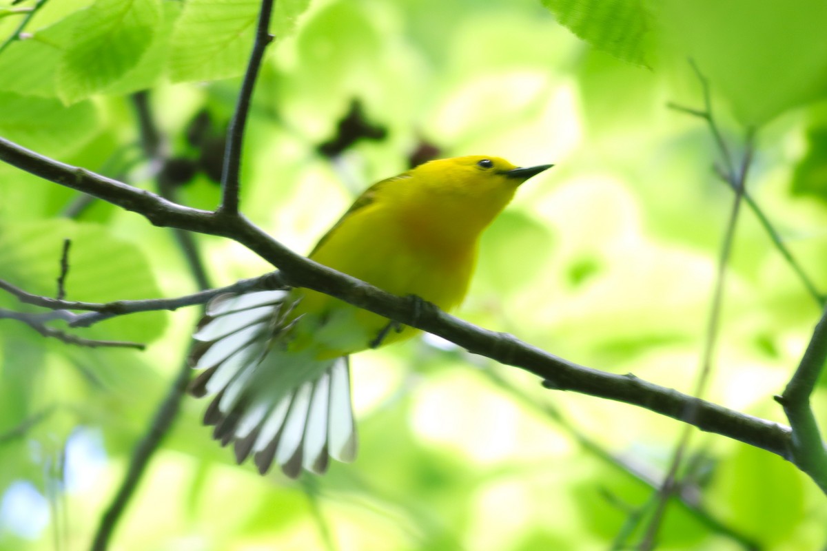Prothonotary Warbler - ML620393858