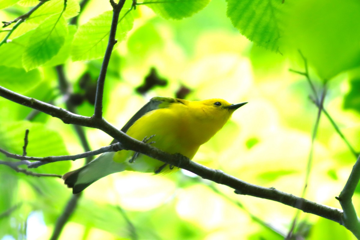 Prothonotary Warbler - ML620393859
