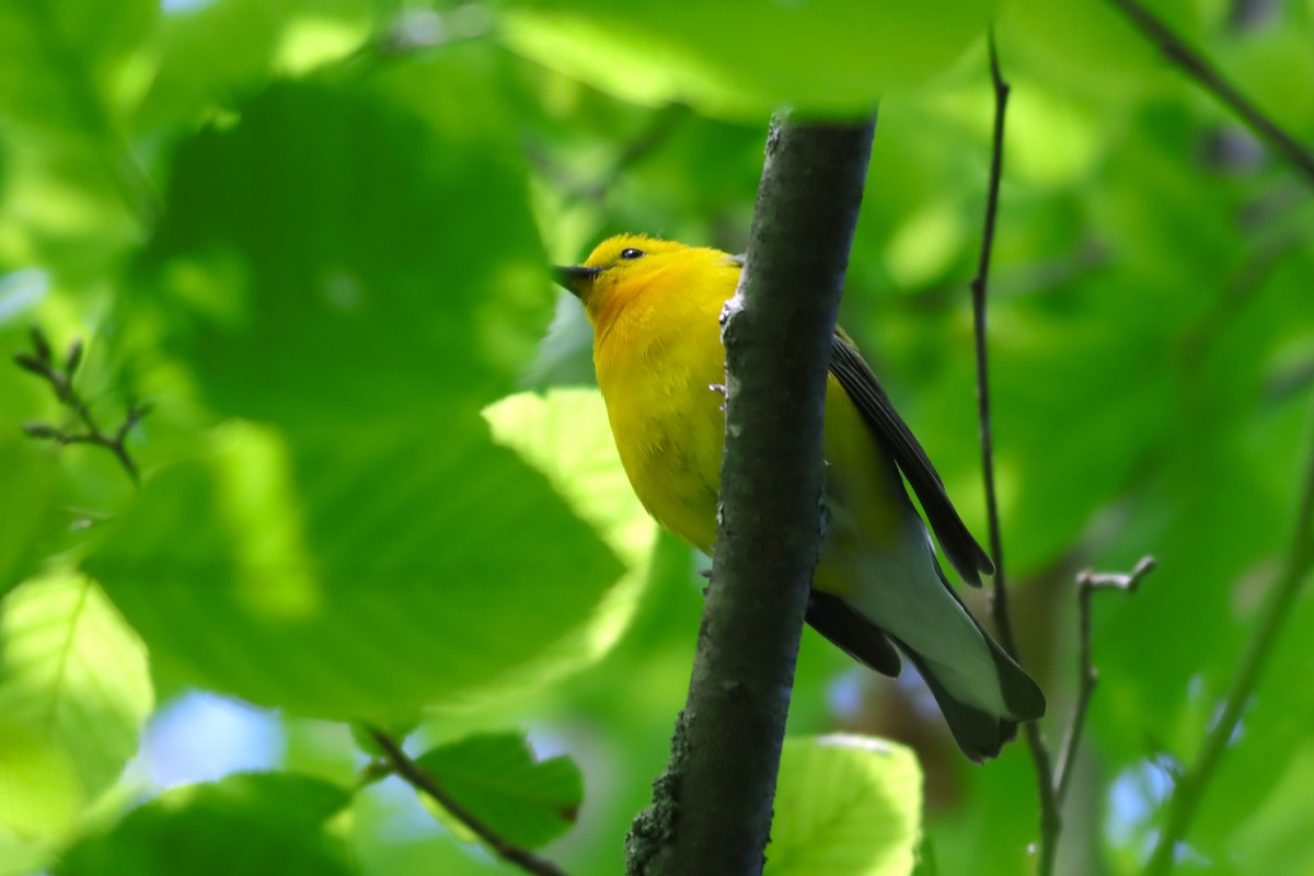 Prothonotary Warbler - ML620393860