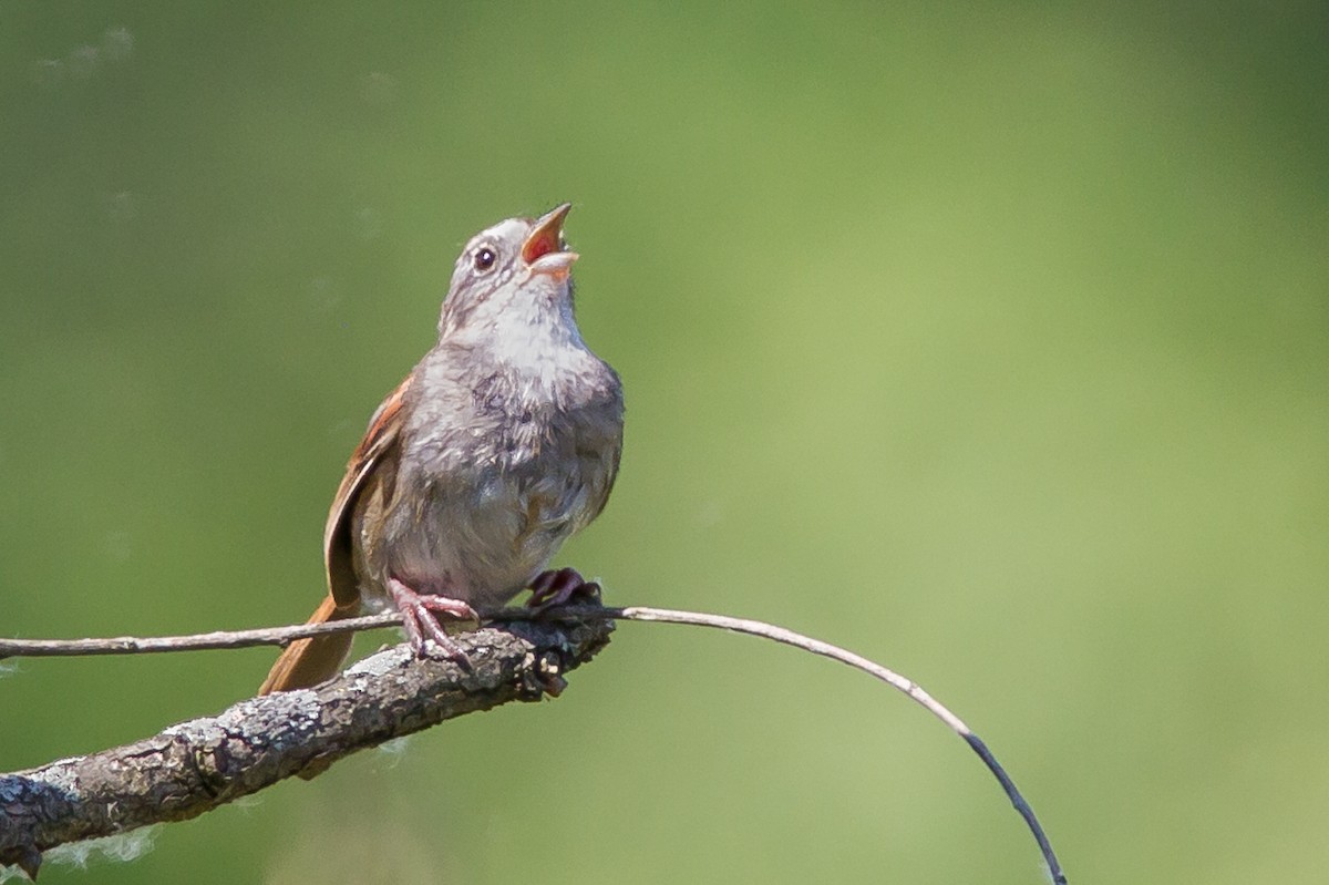 Swamp Sparrow - ML620393863