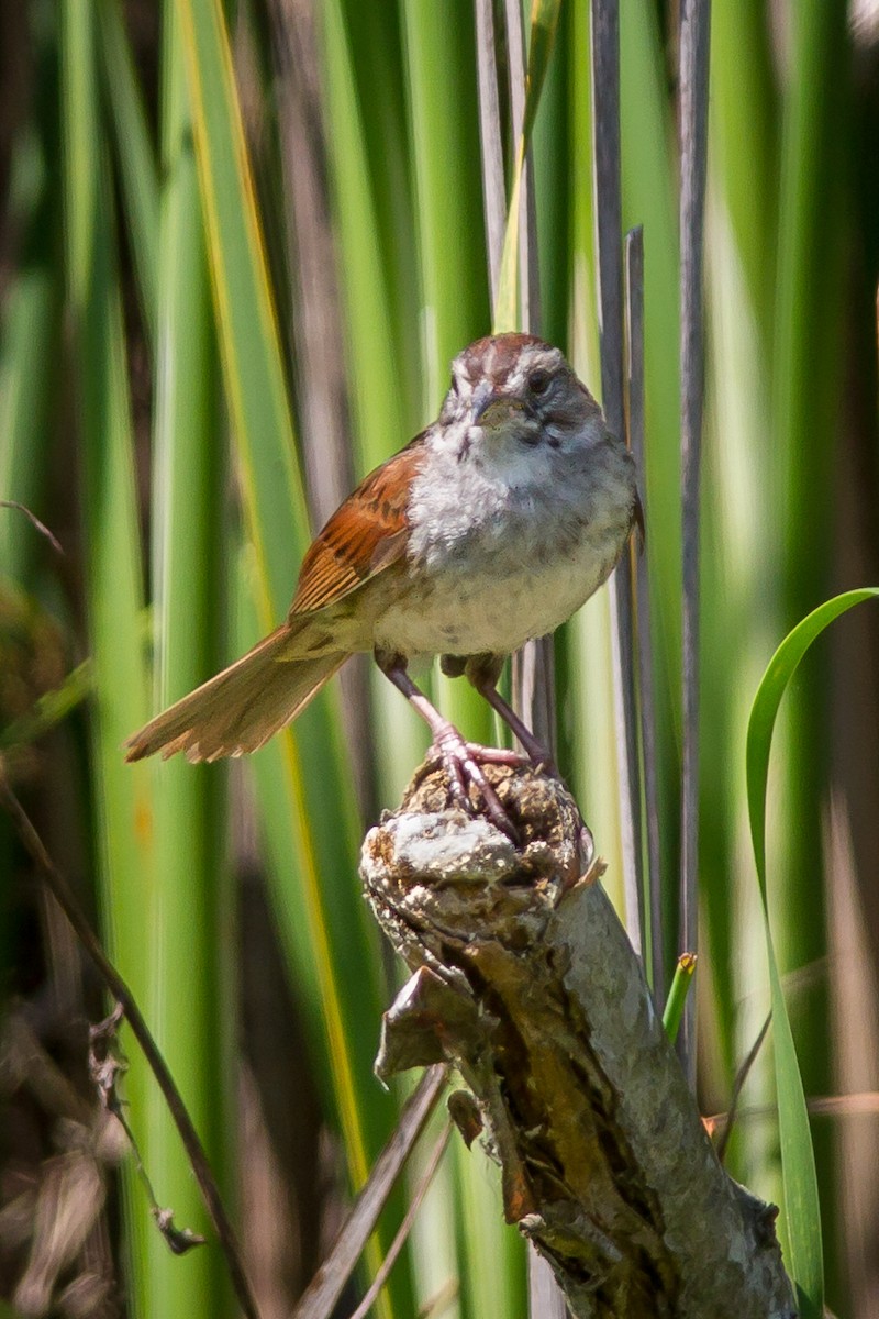 Swamp Sparrow - ML620393864