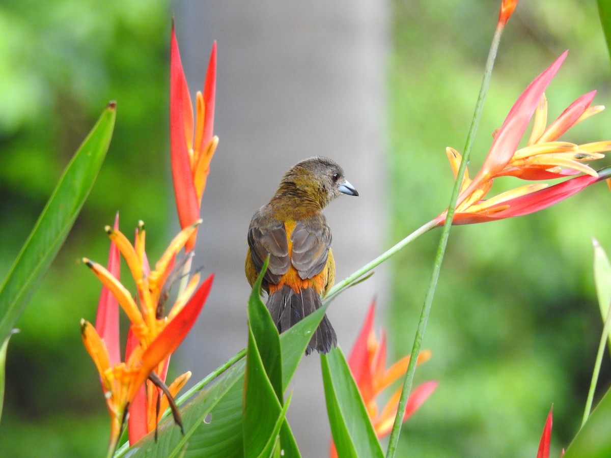 Scarlet-rumped Tanager - ML620393872