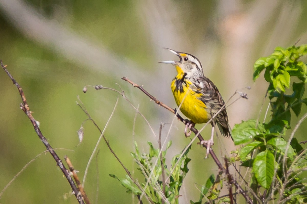 Eastern Meadowlark - ML620393873