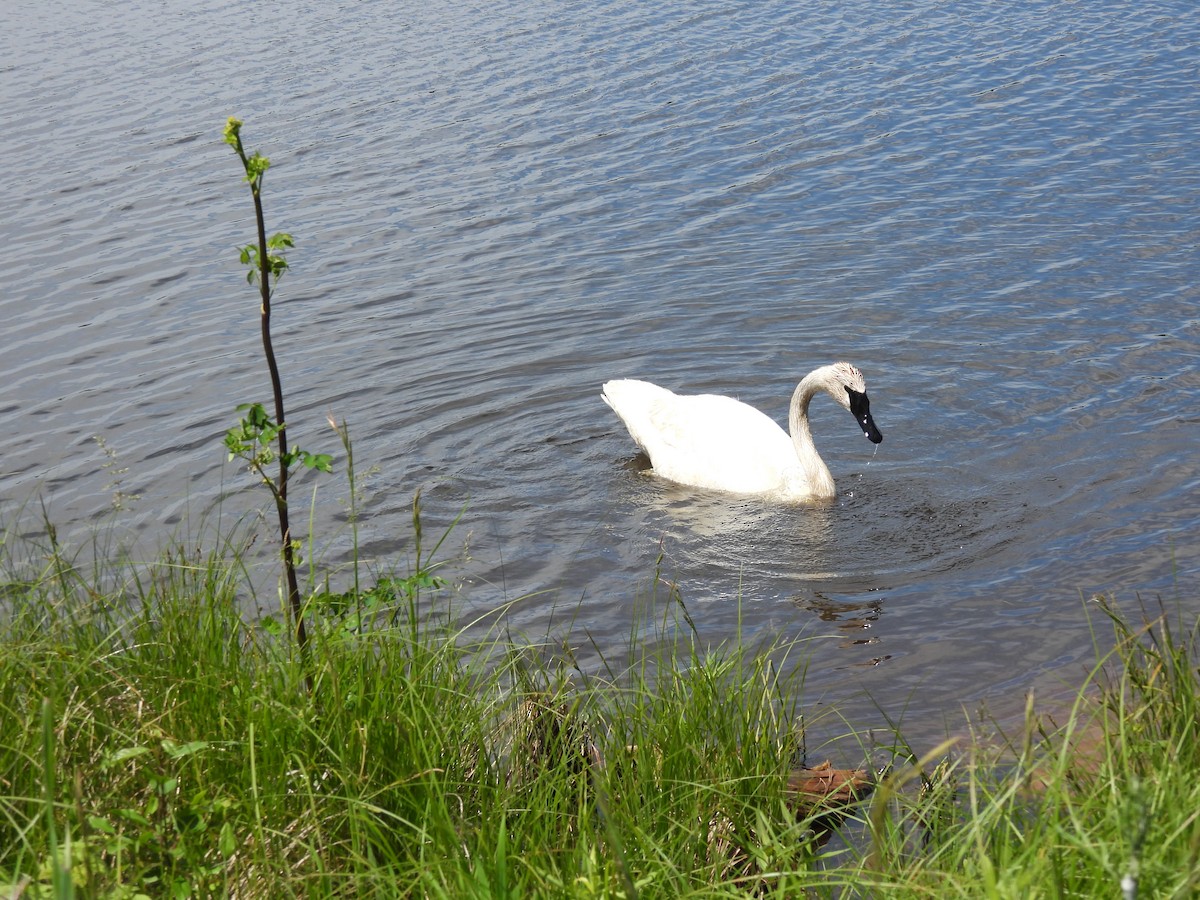 Cisne Trompetero - ML620393878