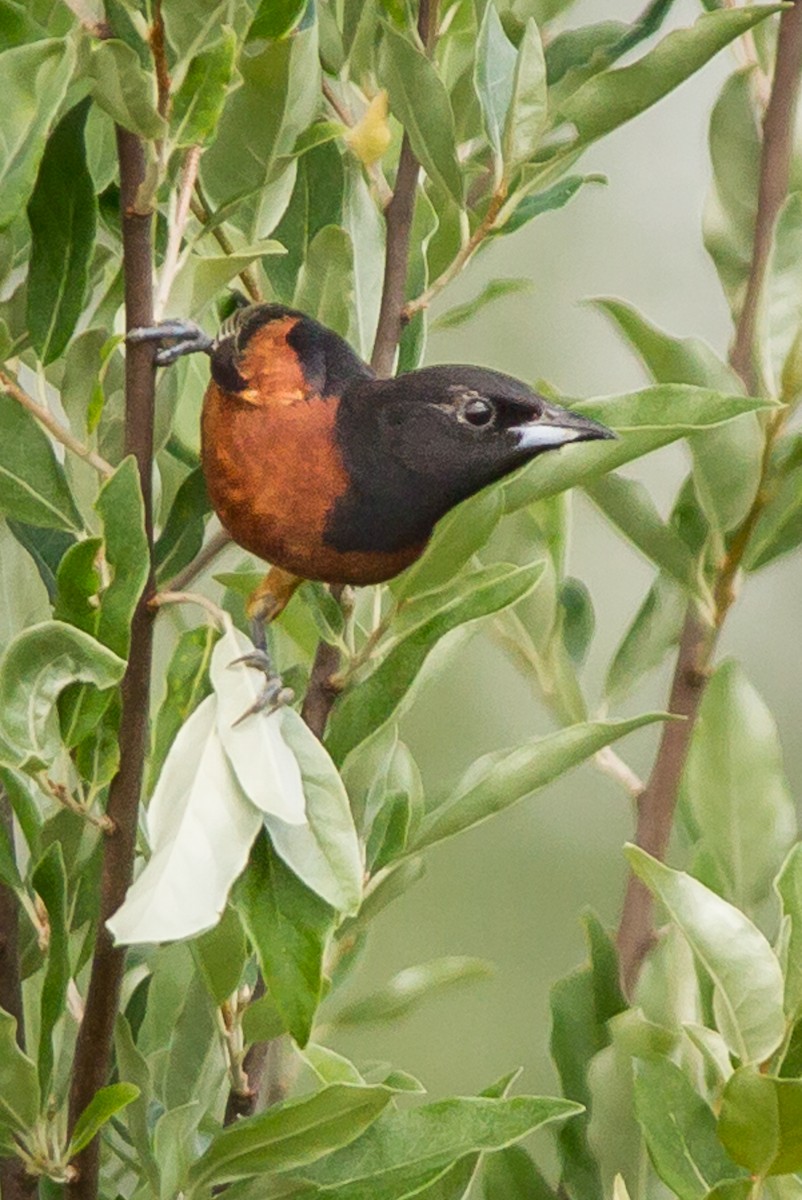 Oriole des vergers - ML620393882