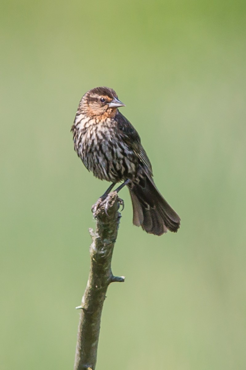 Red-winged Blackbird - ML620393889