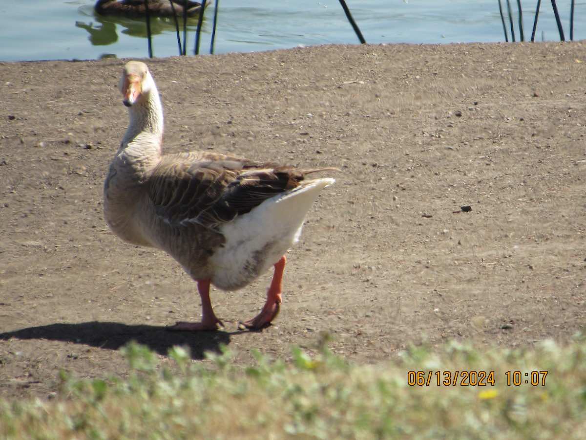 Graylag Goose (Domestic type) - ML620393909