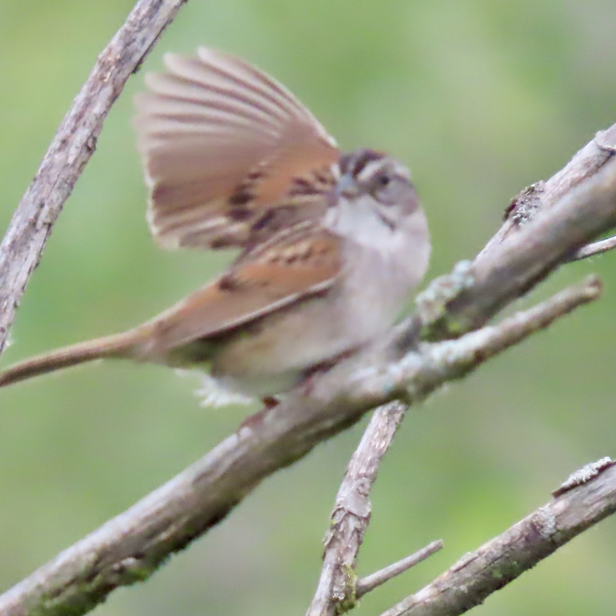 Swamp Sparrow - ML620393916