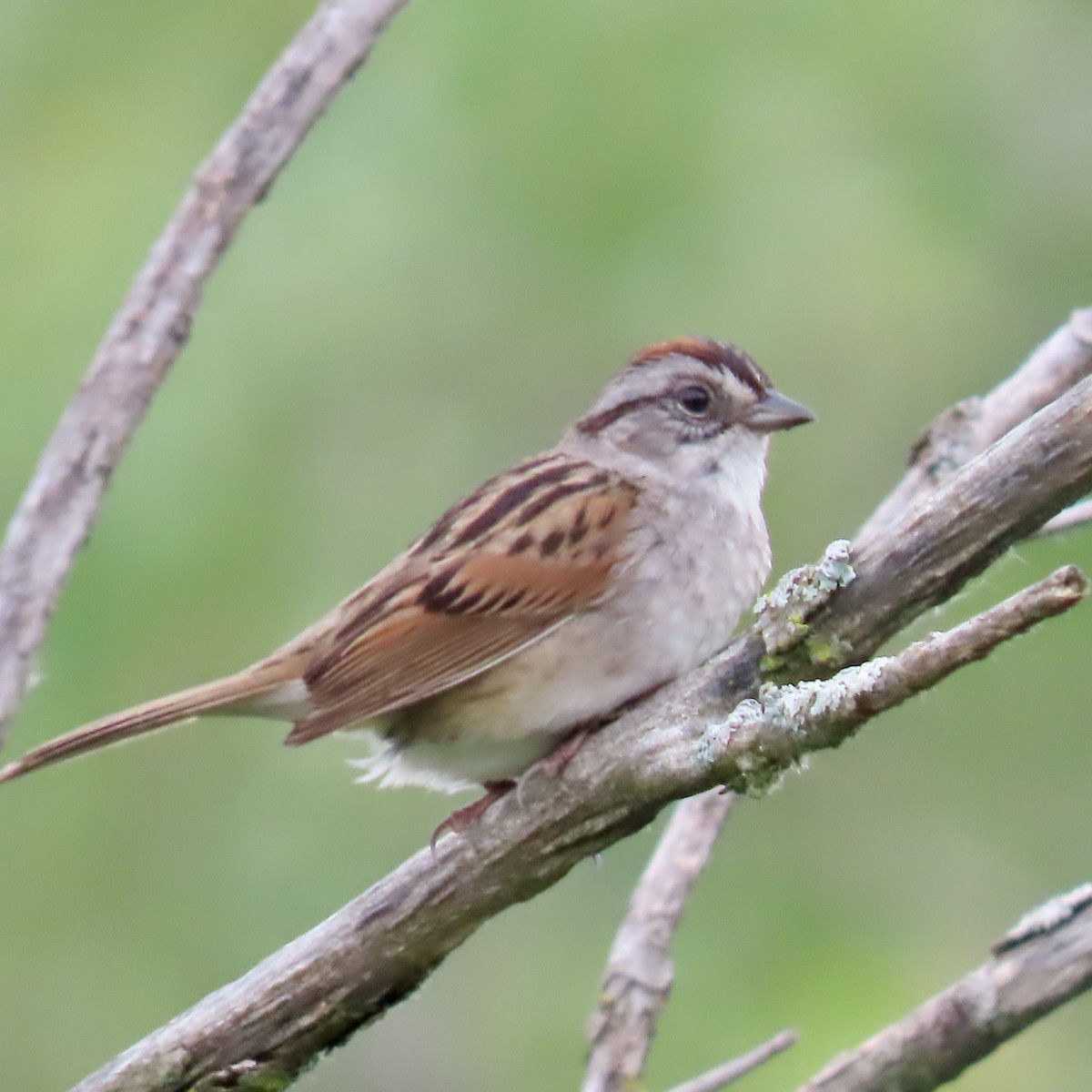 Swamp Sparrow - ML620393917